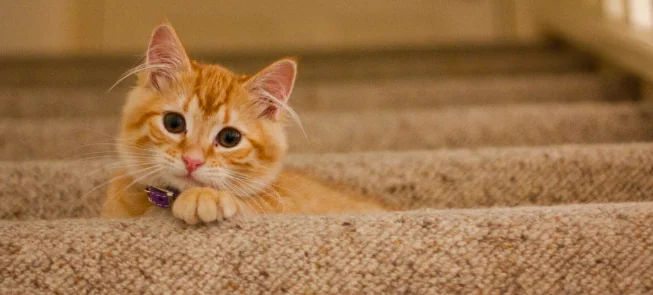 Gatti, teniamo la mente in allenamento